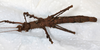 CollectionObject 1558172; 8948cf4d-207b-4e67-b86b-569924ea49cf: copyright NMW, Vienna. female, ventral view (syntype). (CollectionObject).;CollectionObject 1558173; 08870ce4-b04c-4543-a31f-b1409d0348f5: copyright NMW, Vienna. female, ventral view (syntype). (CollectionObject).
