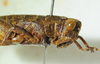 CollectionObject 1498697; 922d6b58-9b60-4168-8926-1f438a0de90d: female, lateral view. (CollectionObject).