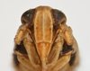 Head on Elachodelphax (Aschedelphax) pediforma (Beamer, 1947): (Observation).