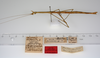 CollectionObject 1559066; 4416745c-266d-40cf-a6f4-f0b409ae828e: copyright ZMUH, Hamburg. female of synonym Hyrtacus imitans (2nd specimen - probable syntype). (CollectionObject).