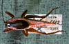 CollectionObject 1503291; 1386ed40-3f35-459e-8015-a271b2b3290e: male, dorsal view. (CollectionObject).