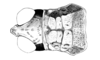 Jivarus alienus (Walker, 1870): male, head and pronotum, dorsal view. (Otu).