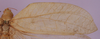 CollectionObject 1530770; bd5b55a8-7755-4c9d-8c96-a5de75d32cb2: SMNS, Stuttgart, STmusafzS01. female from Ghana. (CollectionObject).