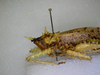 CollectionObject 1544423; 44c04f4d-9616-49a2-b708-1bb5768db6da: female, lateral view. (CollectionObject).