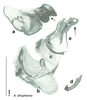 CollectionObject 1567094; b8ce5b3f-d54b-4793-b6e2-8240349ccc18: Original drawing by Heidi Hopkins © Heidi Hopkins. Holotype, adult male, genitalia, ventral view. (CollectionObject).