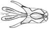 Aucacris eumera Hebard, 1929: Fig. 17. male, cingulum and endophallus, dorsal view. (Otu).