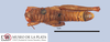 CollectionObject 1513708; MLP1860/1-2, c181552b-aac6-4fd5-aca2-d7ee7c0ddb82: male, dorsal view (paratype). (CollectionObject).