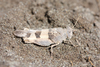 Oedipoda miniata miniata (Pallas, 1771): female (Iran, 2015). (Otu).