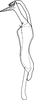 Stylus: Stylus (I. longiprocessa Cao, Huang & Zhang). (Observation).