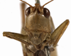 female face (holotype). Depicts CollectionObject 1529660; ee47e201-133c-44c6-93dd-9ca820f0bc73, a CollectionObject.