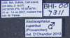 Other: !! display not done !! on Xestocephalus superbus (Provancher, 1890): (Observation).
