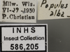 Other on Edwardsiana candidula (Kirschbaum, 1868): Labels. Labels for the specimen used for the dorsal, lateral and face images. (Observation).