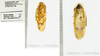 Hedaia angulata (Saussure, 1891): (Otu).