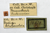 CollectionObject 1557920; NMW 399, dfa1cd39-21cc-4686-b77b-45cdce2c79b8: copyright NHMW, Vienna. female Gratidia bituberculata, data labels (syntype). (CollectionObject).