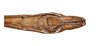 CollectionObject 1597511; 945e78ad-654c-4482-a6ed-ec8ce8062cb7, QIMR T250908: copyright QM. male: end of abdomen, ventral view (holotype). (CollectionObject).
