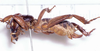 CollectionObject 1476310; ae0637ef-8916-4935-a2a6-4770ba3e0669: female, lateral view (syntype). (CollectionObject).