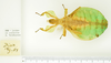 CollectionObject 1590522; d9bdf539-fc65-4ab1-ad14-c983162a69b2: copyright RMNH. female, ventral view (holotype). (CollectionObject).