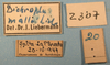 CollectionObject 1513170; 1e273141-d5ad-4d68-8513-ec6a65471033: labels (holotype). (CollectionObject).