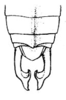 Hyperophora abrupta Rehn, 1917: Pl. 3, Fig. 3 (after type). male abdomen tip, dorsal view. (Otu).