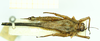 CollectionObject 1586177; a1af9267-b105-478f-bc6a-eee6c834278b: male, dorsal view. (CollectionObject).
