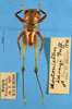 CollectionObject 1520504; 359550d9-0d11-46e9-81dd-e23885203de8: male, dorsal view. (CollectionObject).