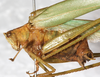 CollectionObject 1532272; NMW 1008, fa22d077-e641-46a0-873a-55f5427a9bcd: male, lateral view (holotype). (CollectionObject).