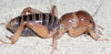 CollectionObject 2774396; CAS Entomology type 20123, 1a01331d-6a78-443c-a499-c1312a1ef5c5: male (holotype). (CollectionObject).