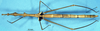 CollectionObject 1507038; 30bc2ab3-2a2b-4ea5-abf2-7a6b6a86abfa: female, dorsal view (holotype). (CollectionObject).