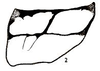 Kurdia uvarovi Karabag, 1975: male pronotum, lateral (from Karabag 1975). (Otu).