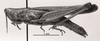 CollectionObject 1524889; 0c8995b6-7946-4deb-ac56-8ebfd4b4fbc4: Image C.S. Carbonell. female, lateral view (holotype). (CollectionObject).