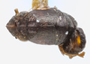 Habitus, dorsal view: !! display not done !! on Bruchomorpha duocantha Caldwell, 1945: (Observation).