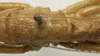 CollectionObject 1534992; 17910123-460b-4ab9-9218-02654dfaa74b: male pronotum and tegmina (syntype). (CollectionObject).