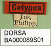 CollectionObject 1500294; 50b27502-cb62-4eb7-b530-c9e88f376ba9: labels (paratype). (CollectionObject).
