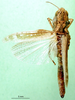 CollectionObject 1578416; e791462e-05e4-4139-bca3-d01ca262559a: female, dorsal view (paratype). (CollectionObject).