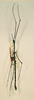 CollectionObject 1557937; 7454e122-ab86-41b9-a9a3-93a7f854cd69: copyright NHRS, Stockholm. male (syntype). (CollectionObject).