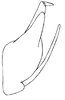 Pygofer, lateral view on Carapona colombiana Freytag, 2012: Male: pygofer, valve, subgenital plate and anal tube, lateral view. (Observation).