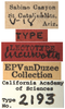 Other: !! display not done !! on Excultanus incurvatus (Osborn & Lathrop, 1923): (Observation).
