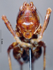 CollectionObject 1572504; c6d34978-1363-4c82-ac0b-25c78648a32a: female, frontal view (syntype). (CollectionObject).