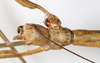 CollectionObject 1558820; ba524a32-7d70-4ae0-b212-f54c1dea57c8: copyright NMW, Vienna. female: head, dorsal view (paralectotype). (CollectionObject).;CollectionObject 1558821; f1f8a63a-23b8-4de7-9d52-9662ab0e6060: copyright NMW, Vienna. female: head, dorsal view (paralectotype). (CollectionObject).