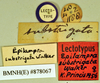 Epilampra substrigata Walker, 1868: Lectotype, female, labels. BMNH(E)#878067. (Otu).