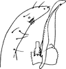 Subgenital plate: Subgenital plate. (Observation).