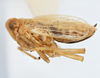 Habitus, lateral view on Calbodus pallidulus Blanchard, 1852: (Observation).