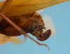 CollectionObject 1542719; DEES MZLQ-I0086, 7c887820-ee1a-46a1-b6c2-7a6f3bcf6373: ovipositor female (holotype). (CollectionObject).