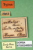CollectionObject 1500492; 531fcc6c-b9a9-42fb-9337-1272c5f8e01f, DORSA BT000248S03: labels (holotype). (CollectionObject).