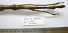 CollectionObject 1562677; a14cab9c-1ca7-4f80-8e2c-ff1d07fbb53f: copyright FRIM. female, abdomen of Pharncia chiniensis (paratype). (CollectionObject).
