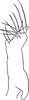 Stylus: !! display not done !! on Alconeura (Alconeura) rotundata Ball & DeLong, 1925: Stylus. (Observation).