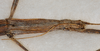 CollectionObject 1561500; b08872f7-2846-45cf-94c8-a33a47b08cd3: copyright USNM, Washington. (CollectionObject).