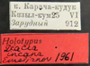 Other on Diacra incana Emeljanov, 1961: holotype. (Observation).