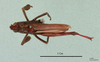 Gomphocerus (Bolivarianus) acutus Karabag, 1957: male, dorsal view (holotype). (Otu).