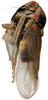 Habitus, lateral view on Brazosa negra Pinedo-Escatel & Dietrich, 2020: (Observation).